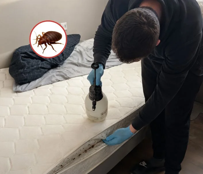 Technicien traitant un matelas contre les punaises de lit à Taverny